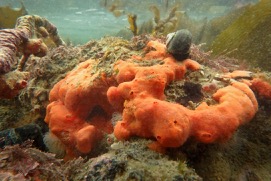 Red encrsponge rm